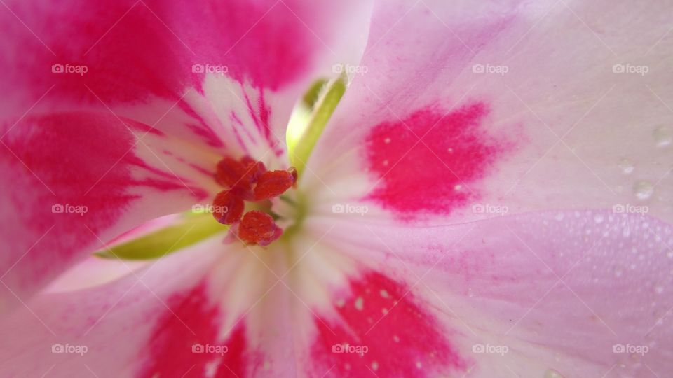 Pretty Flower Closeup