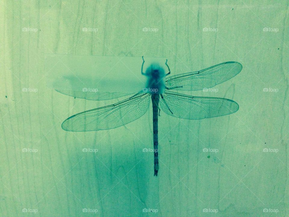 Portrait of a dragonfly 