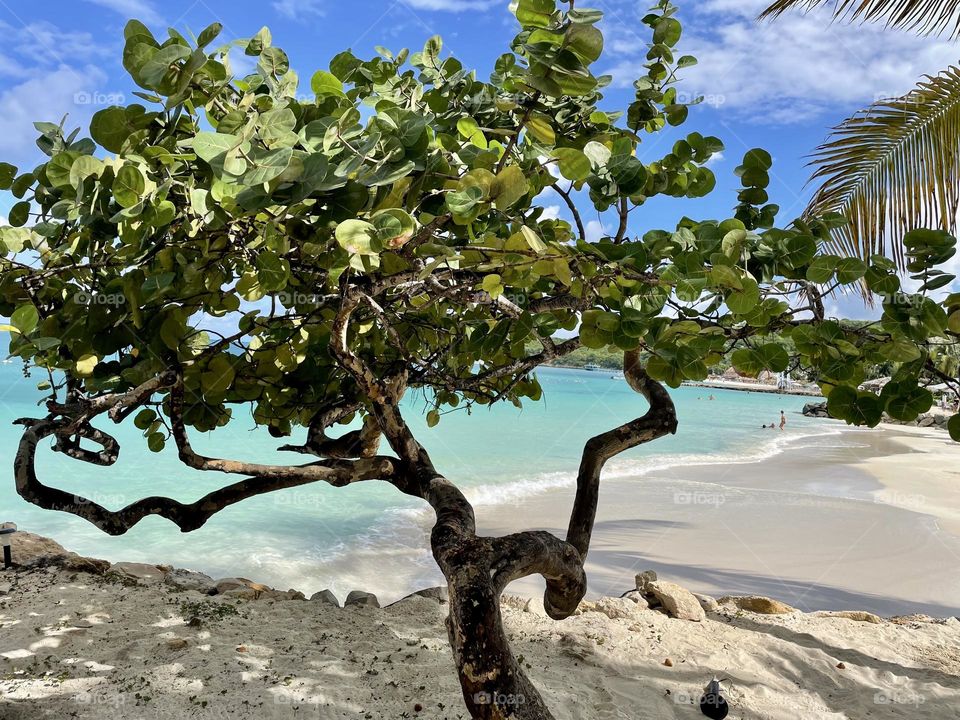 Sea grape tree by the ocean