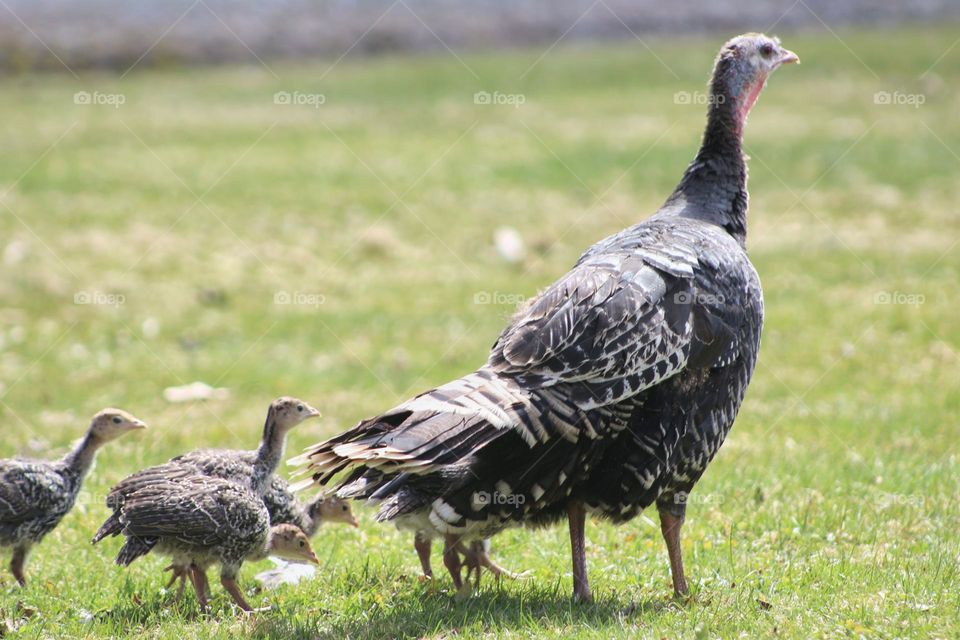 A turkey hen and her babies.