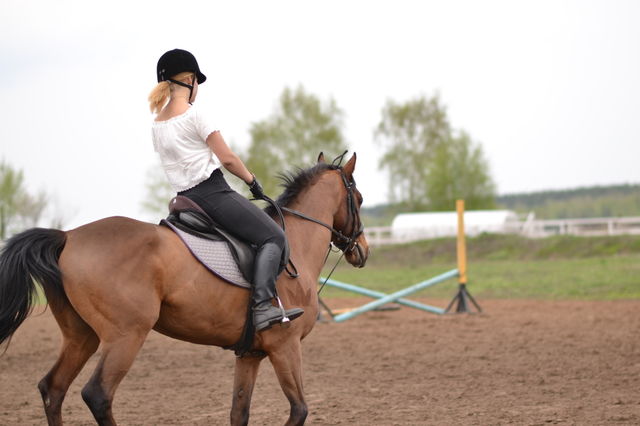 Horses