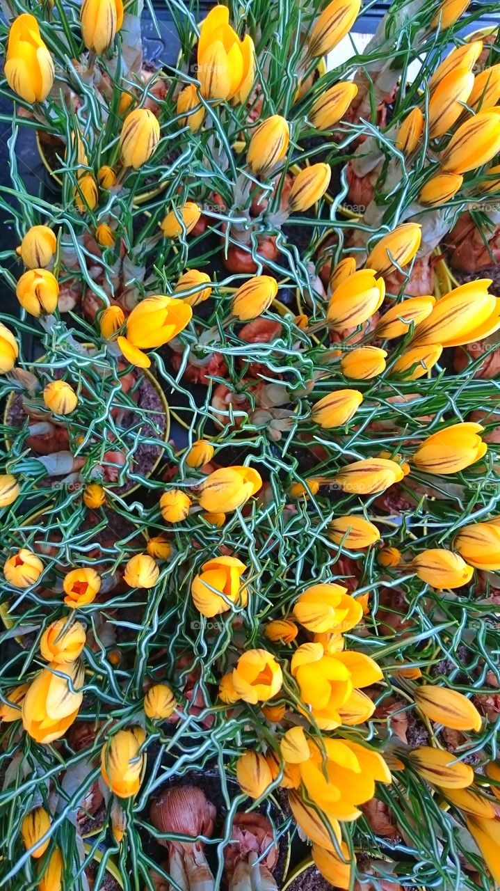 Flowers in the field