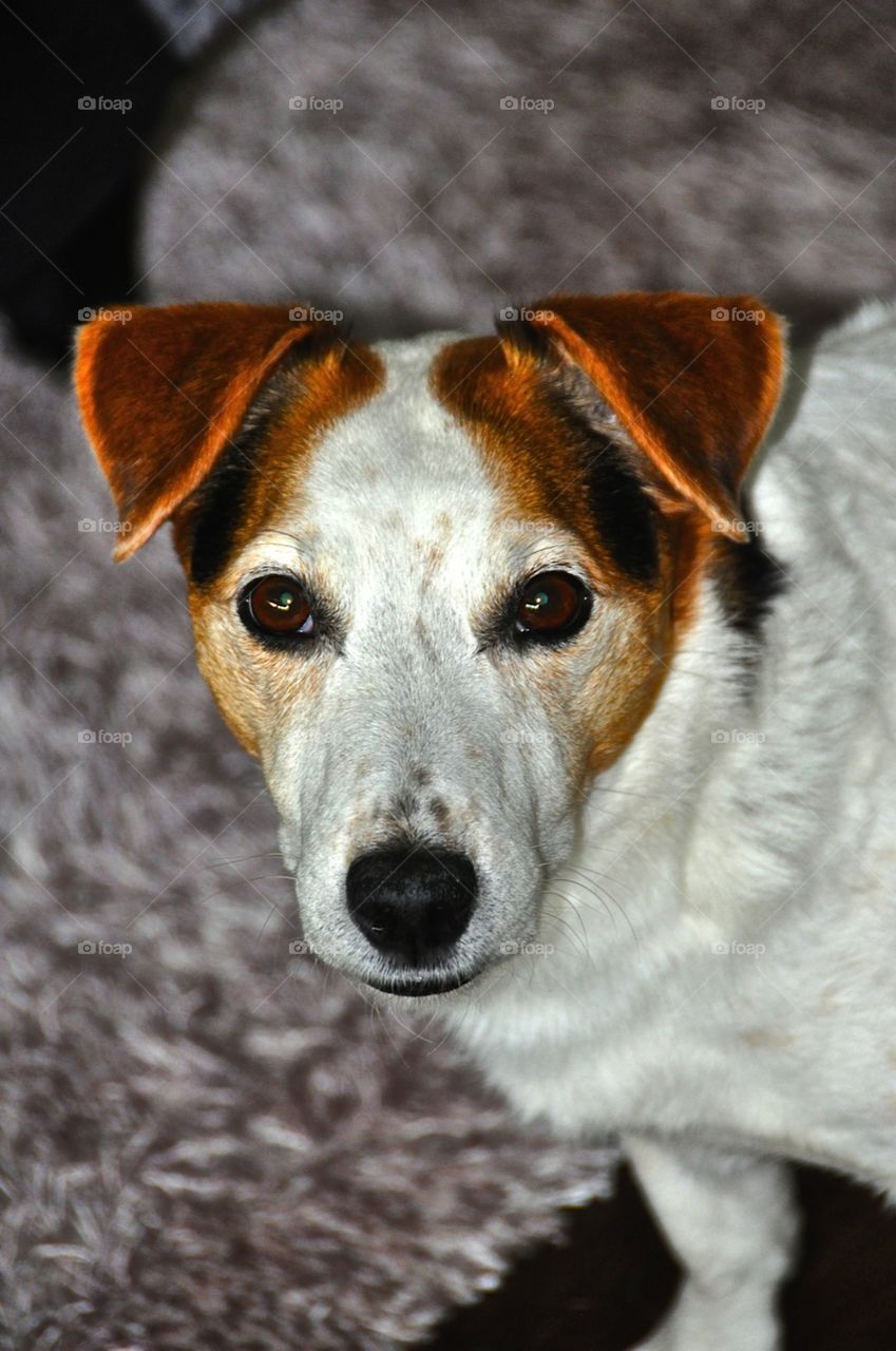 My dog. Picture taken in Sweden, the dogs name is Sykes. He is a Jack Russell