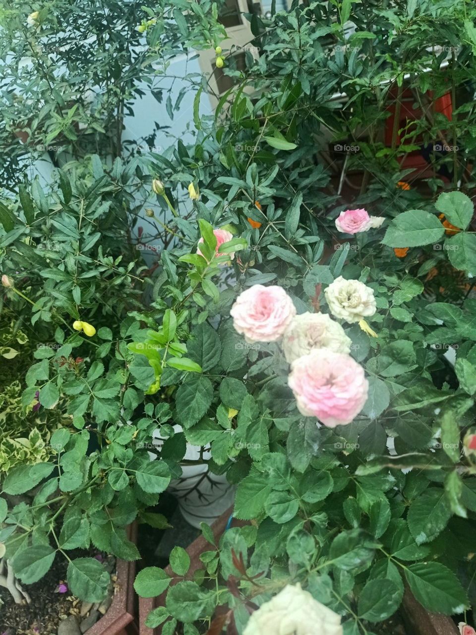 Hoa Hồng vườn nhà bạn.