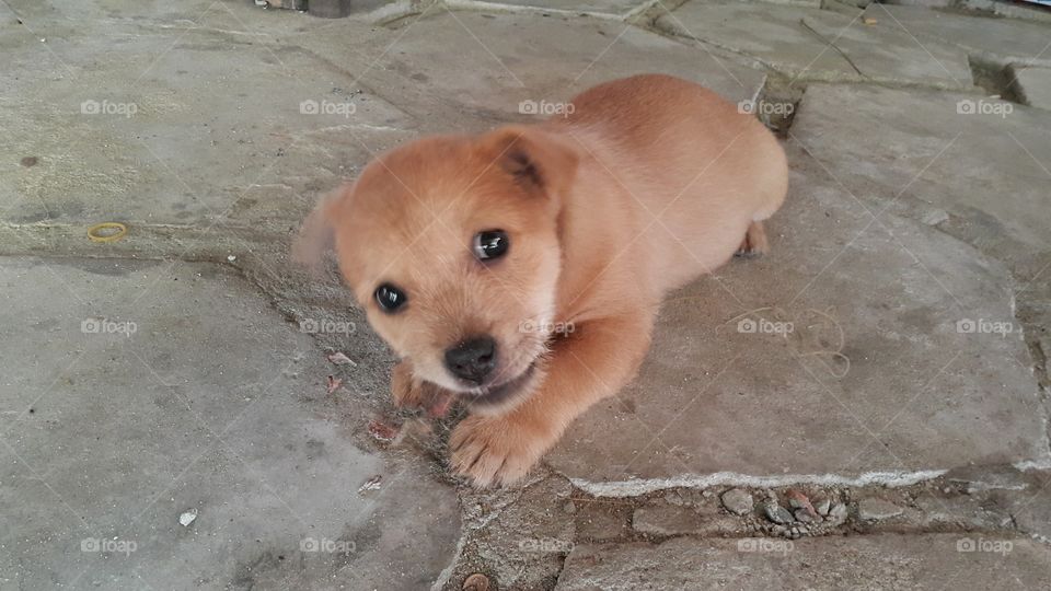 cute little puppy