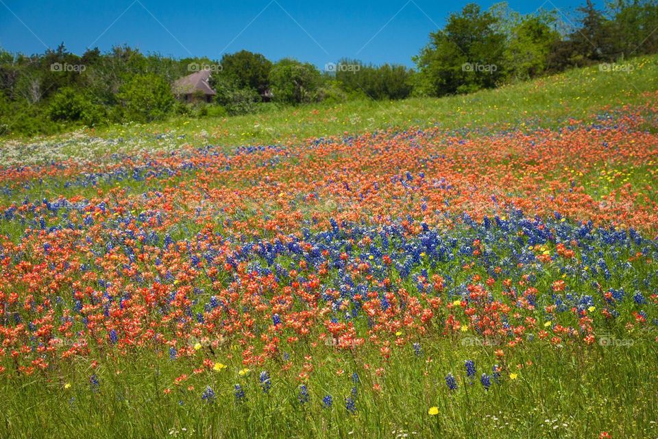 High angle view of wildflowers