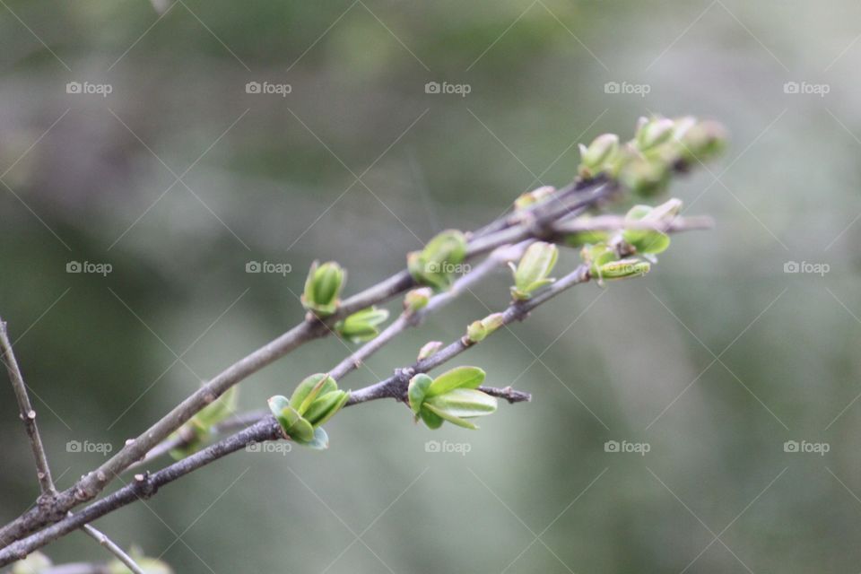 Close-up of plant