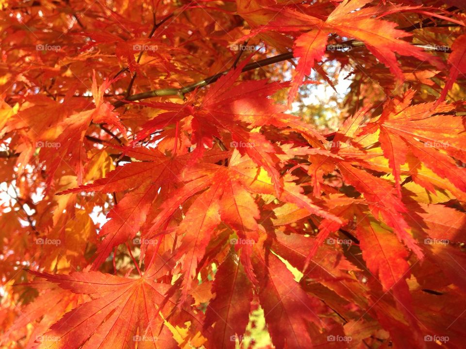 Orange Acer