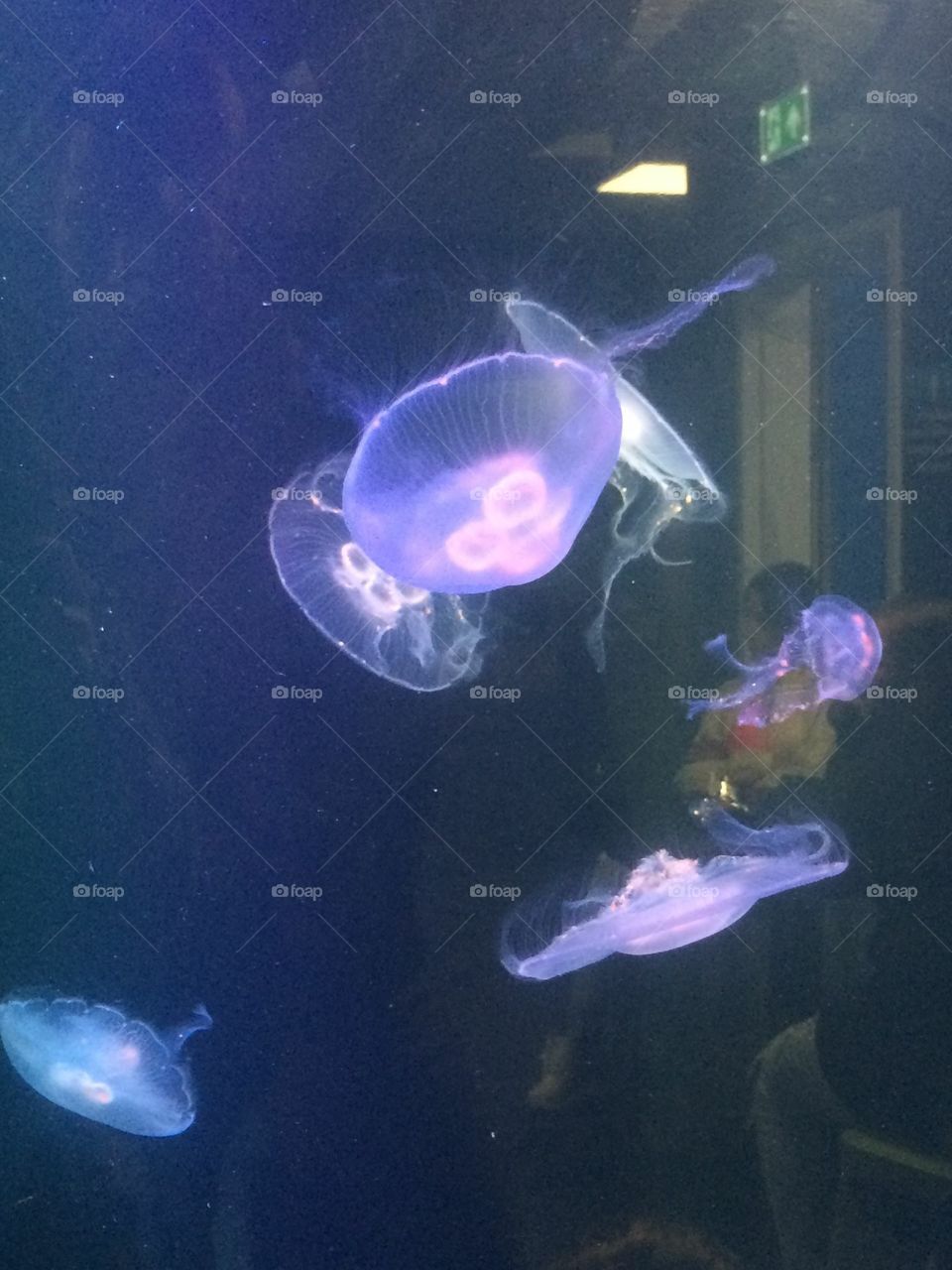 Illuminating jellyfish 