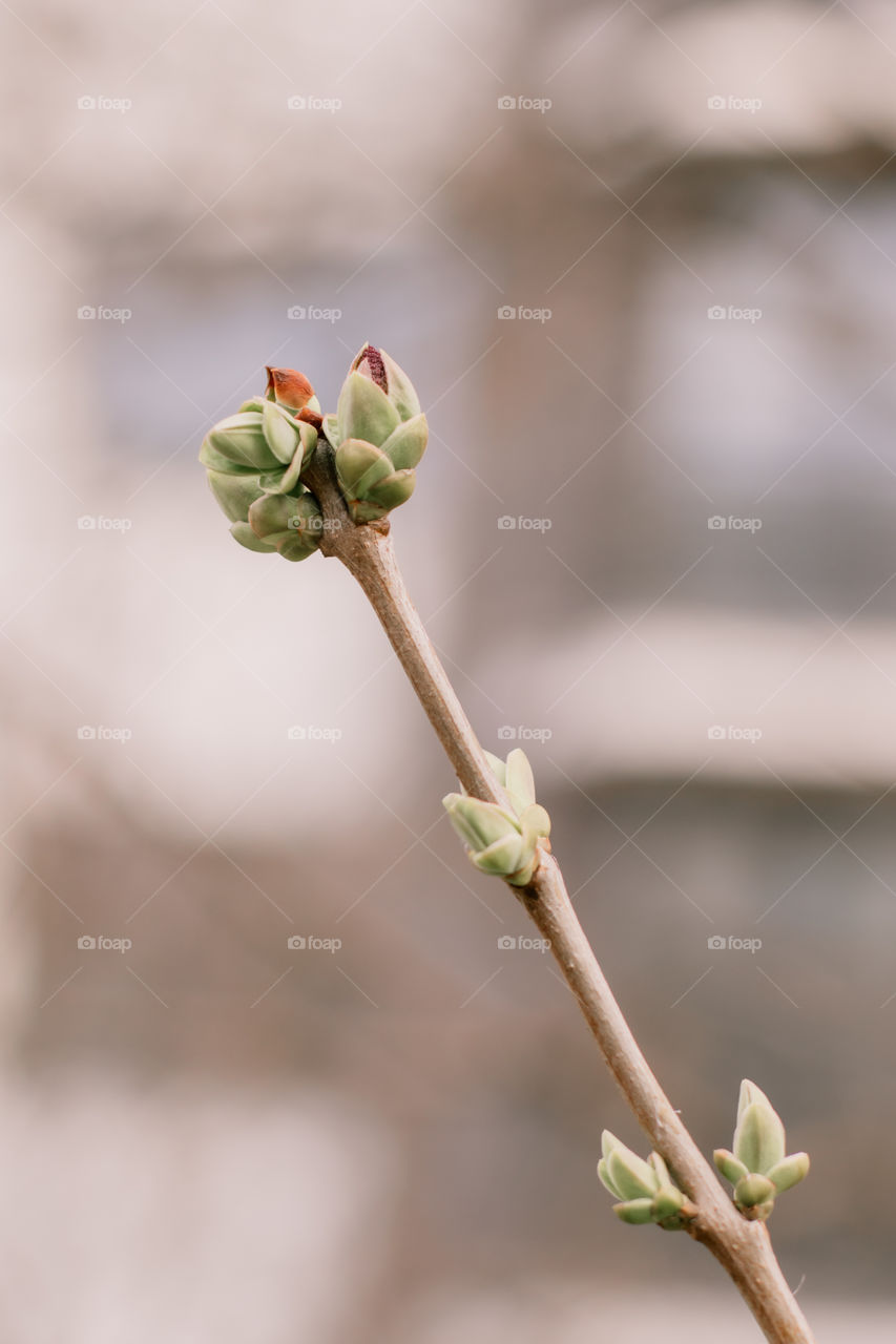 New leaves and buds on the branch.