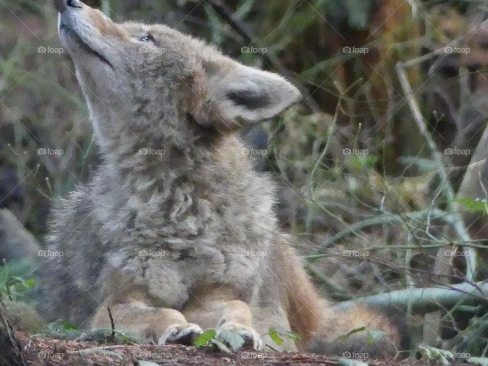 Coyote 