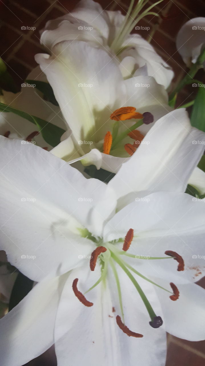 lily flower close up