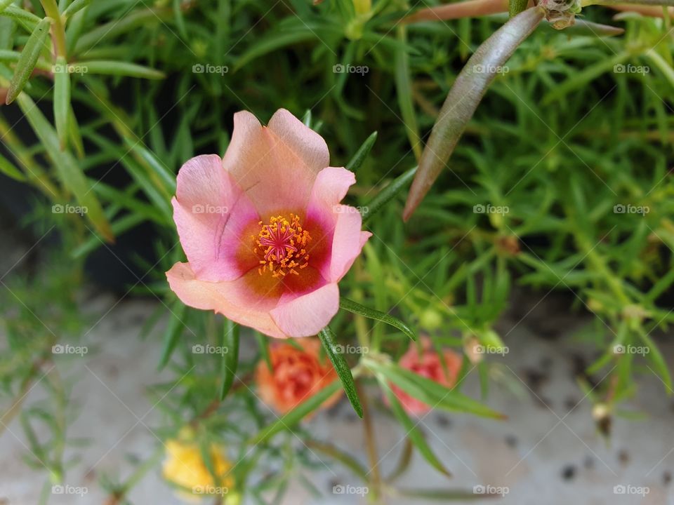 the Portulaca Grandiflora