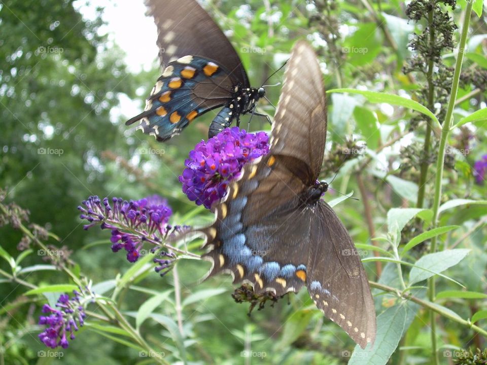 Butterfly --- butterflies flowers