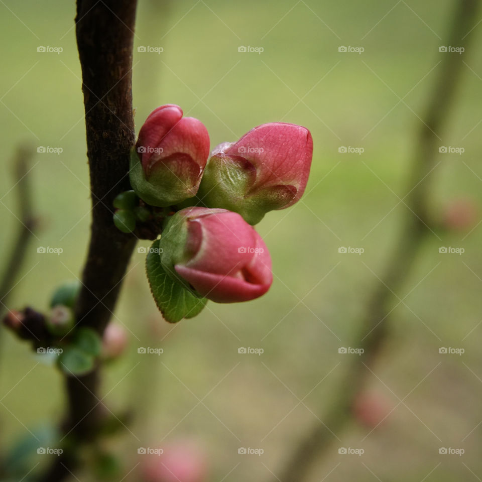 Blossoms 