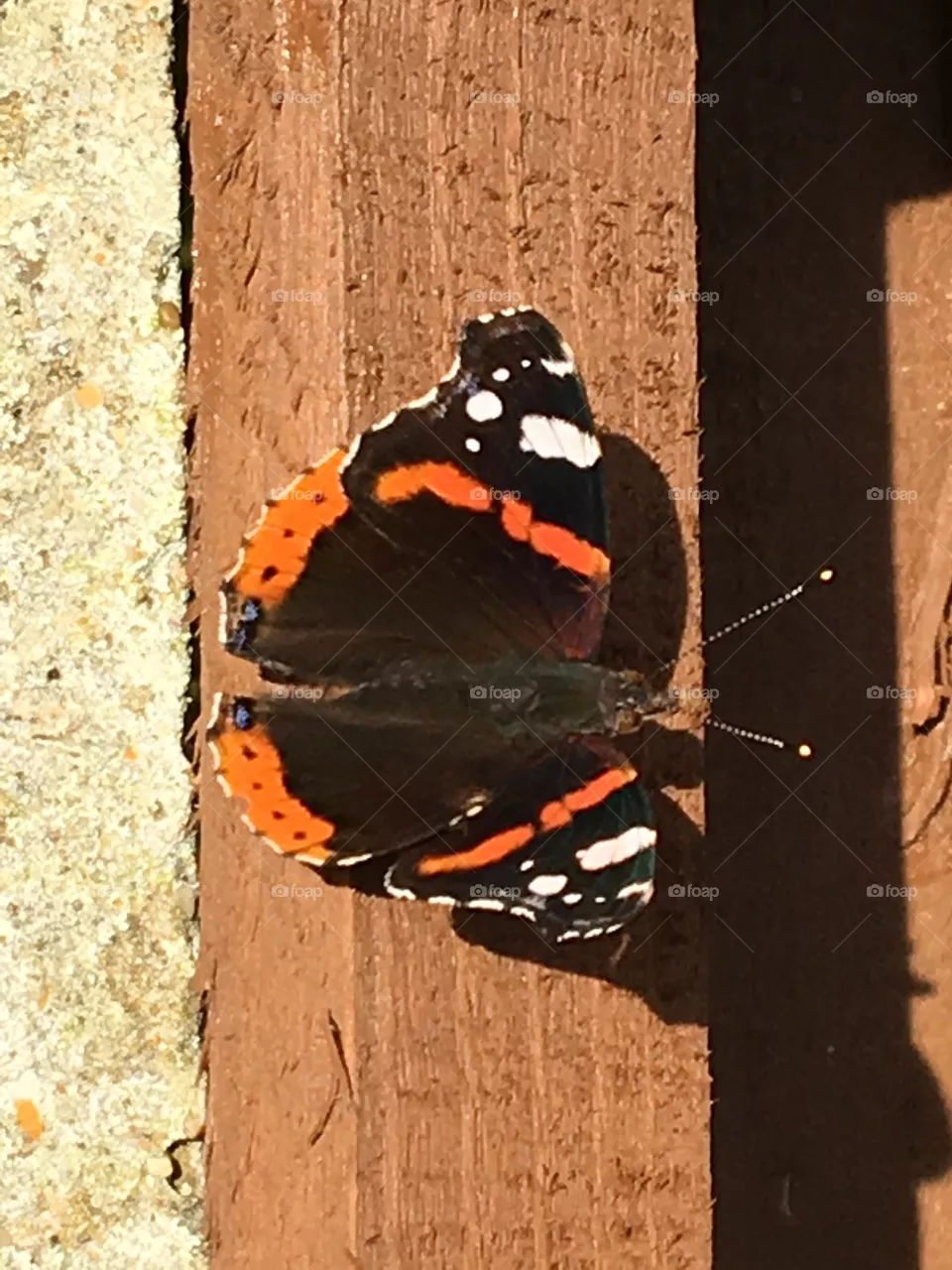 Butterfly 