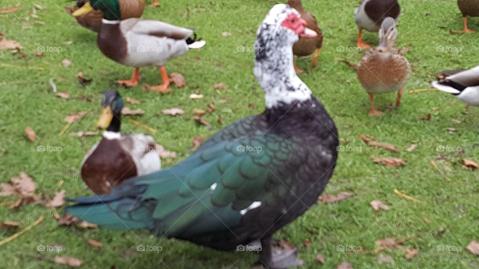 feather encounter