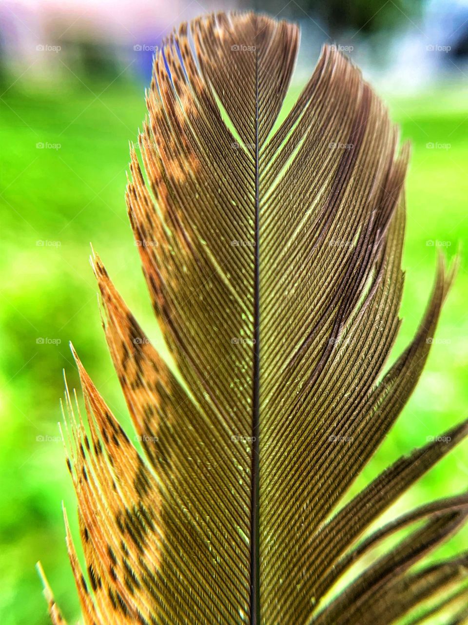 SINGLE FEATHER IN MY FRONT YARD, STICKING STRAIGHT UP IN THE GRASS