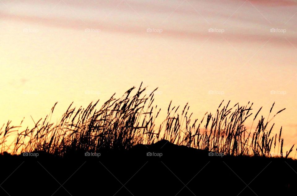 vegetation silhouette