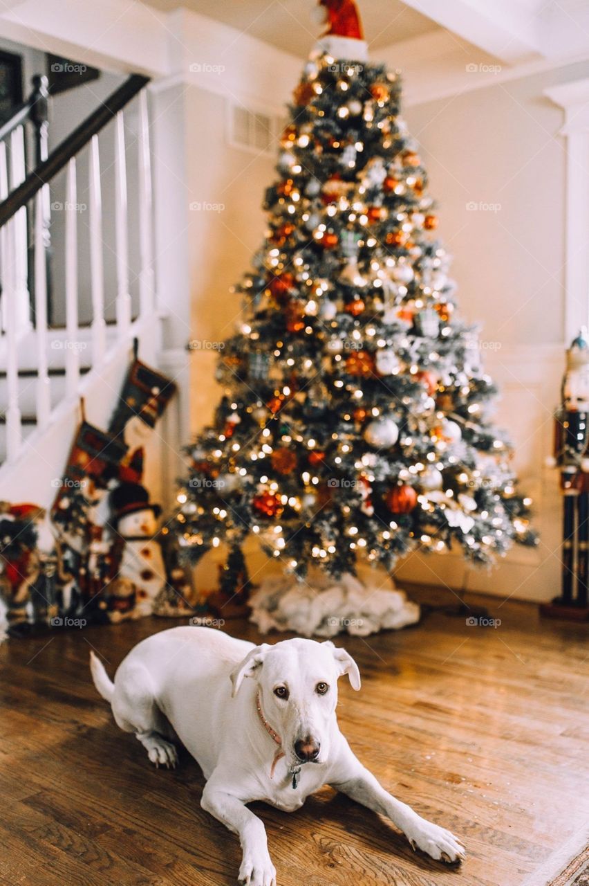 Christmas dog