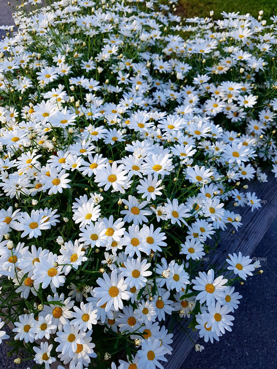 flowers from the summer