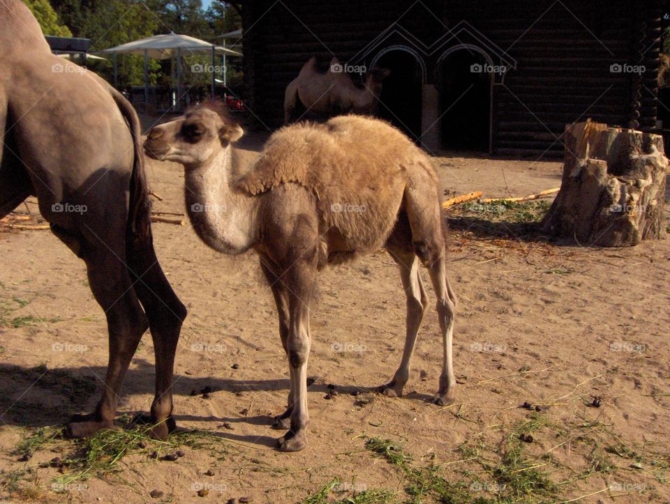 Baby camel 