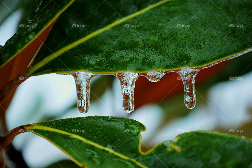 A leaf with frozen rain dripping 