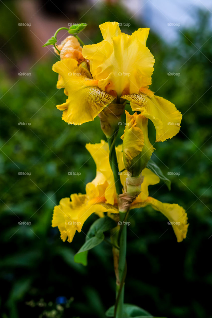 Beautiful yellow irises grown at home