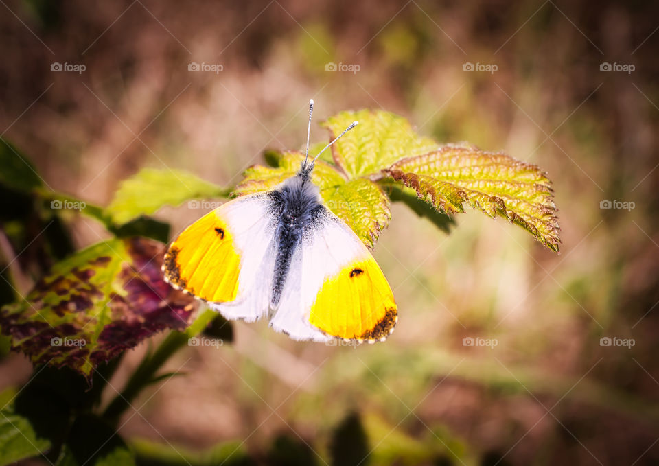 Anthocharis cardemines