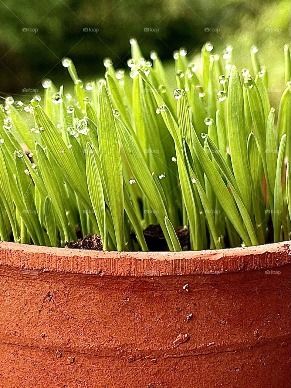 wheat grass enjoys a rainy day