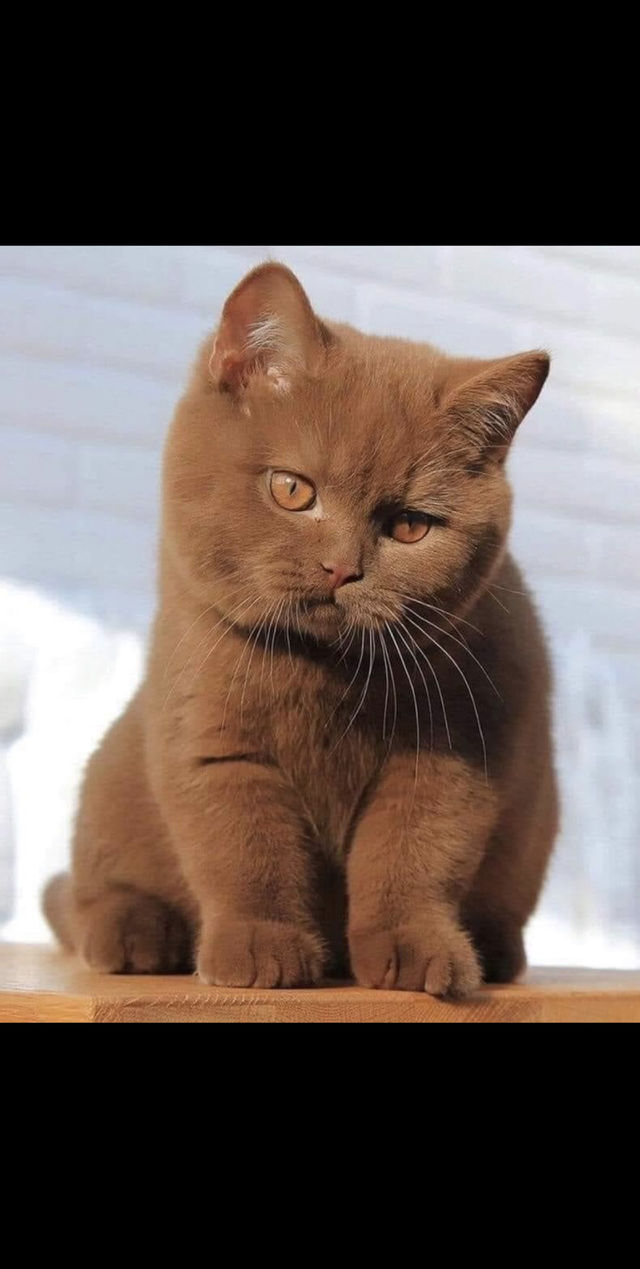 Browny