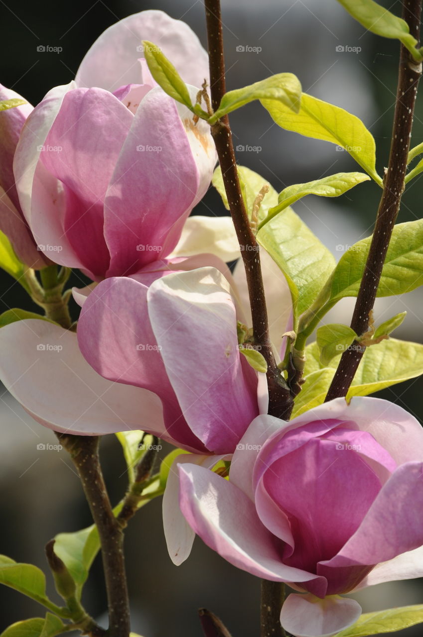 A close up of some beautiful pink Magnolia