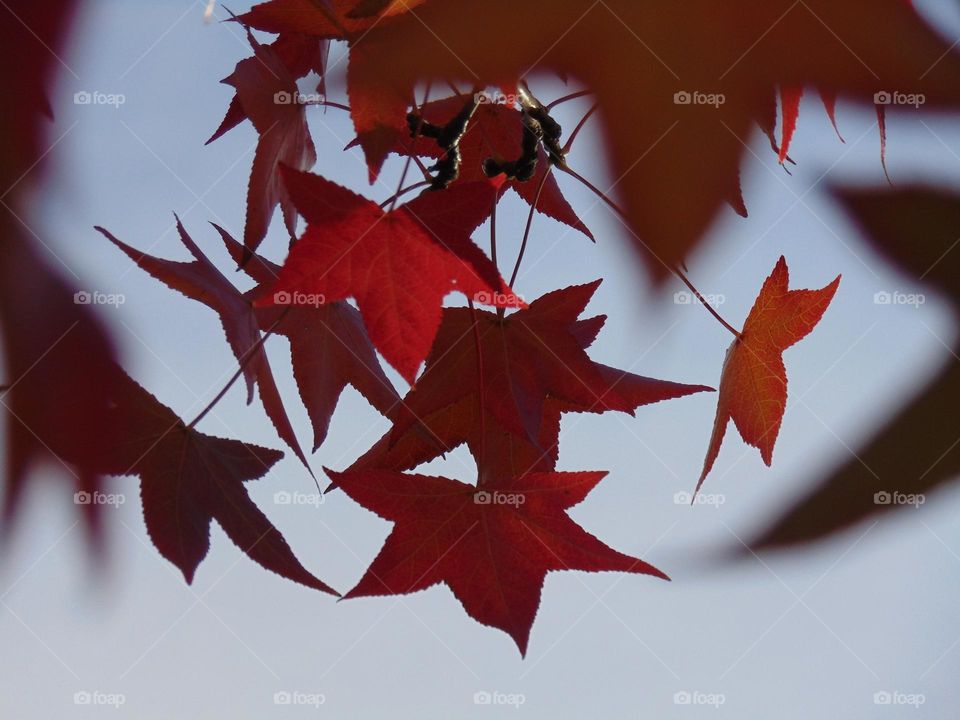 Red Mapple leaves