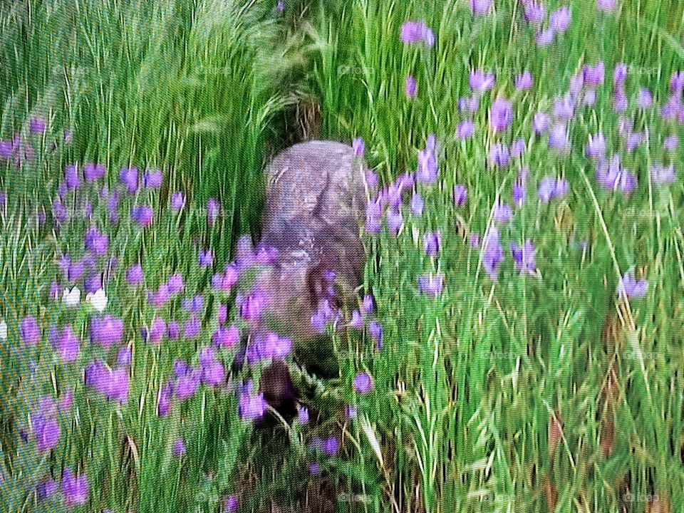 one animal between plants