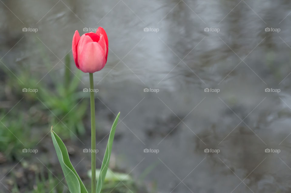 Beautiful pink Tulip isolated on rippling water's edge minimalistic background 