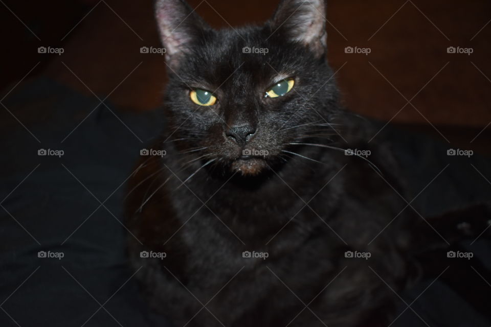 Black cat with pretty eyes