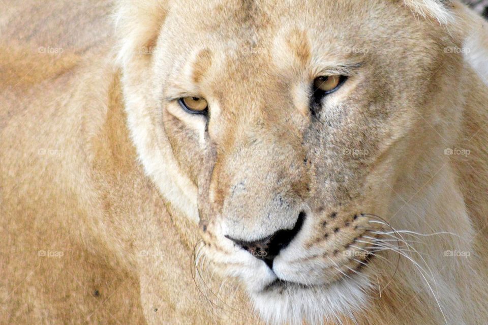 lioness portrait