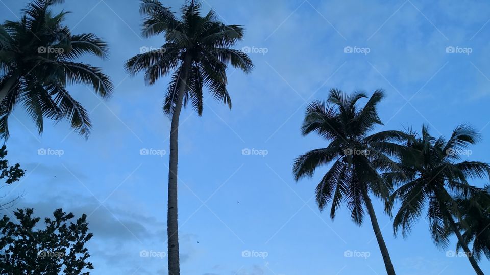 Coconut trees at dawn