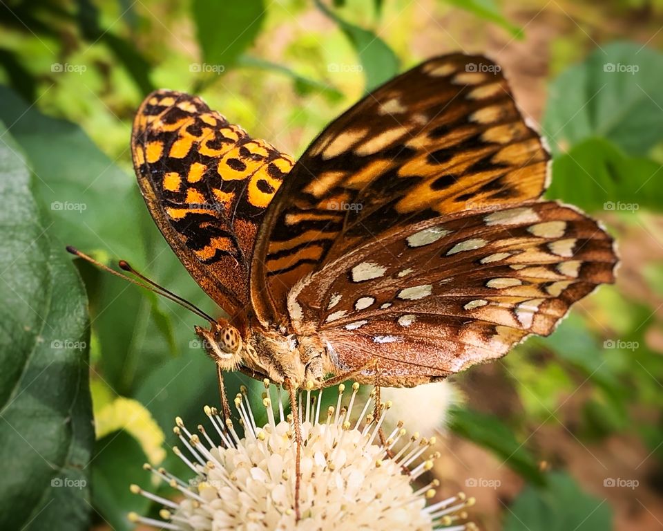Beautiful butterflies 