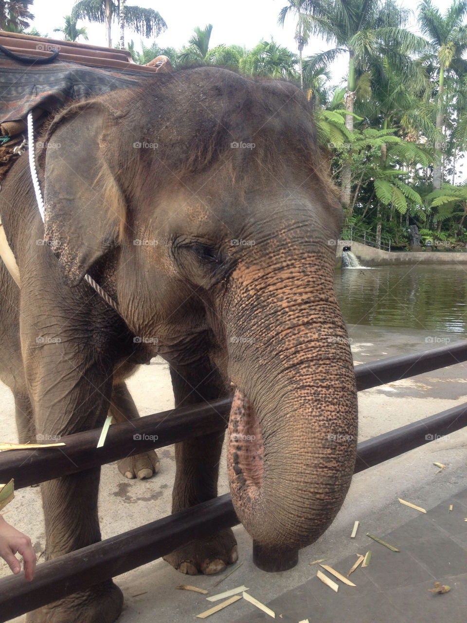big elephant elephants indonesia by sim2k