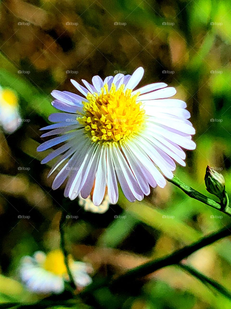 Wid daisy.