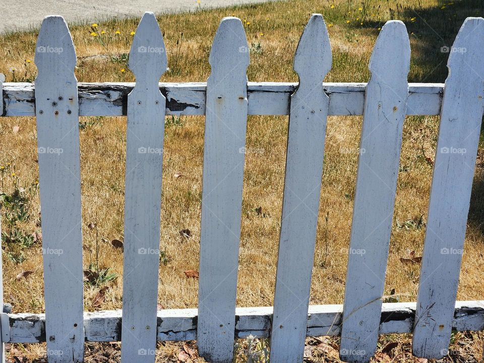 weathered picket fence and dry grass