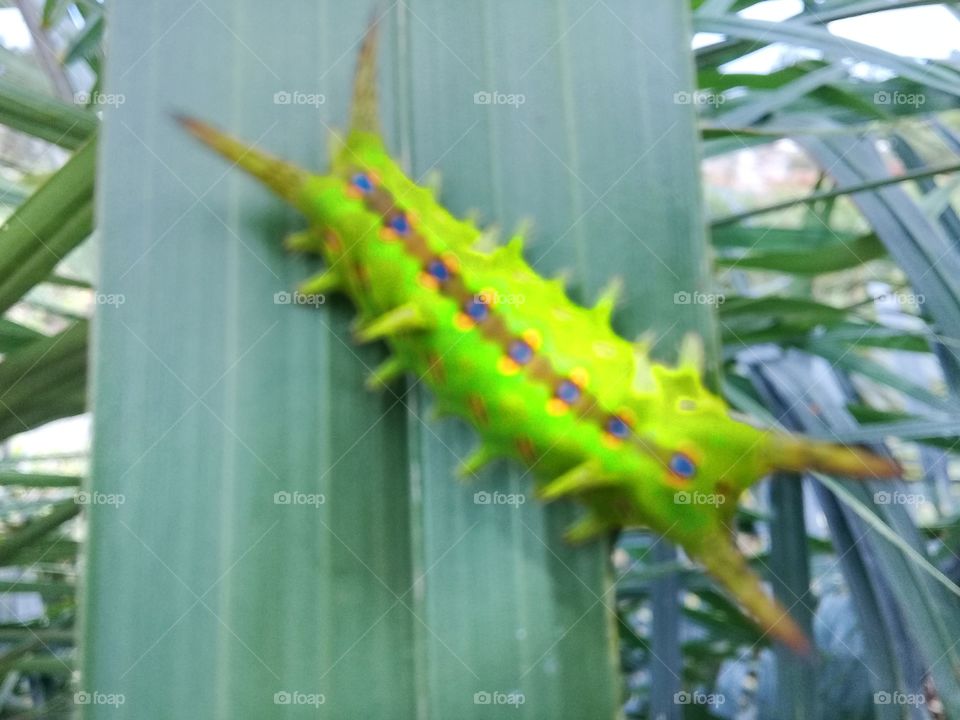 Fire caterpillar Setora Niten is a leaf-eating pest