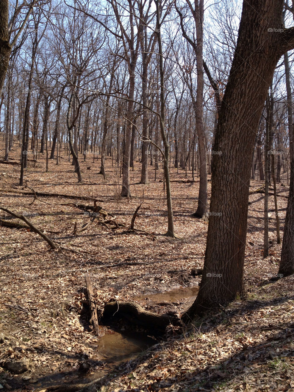 Lone Elk Park, near St Louis, Missouri