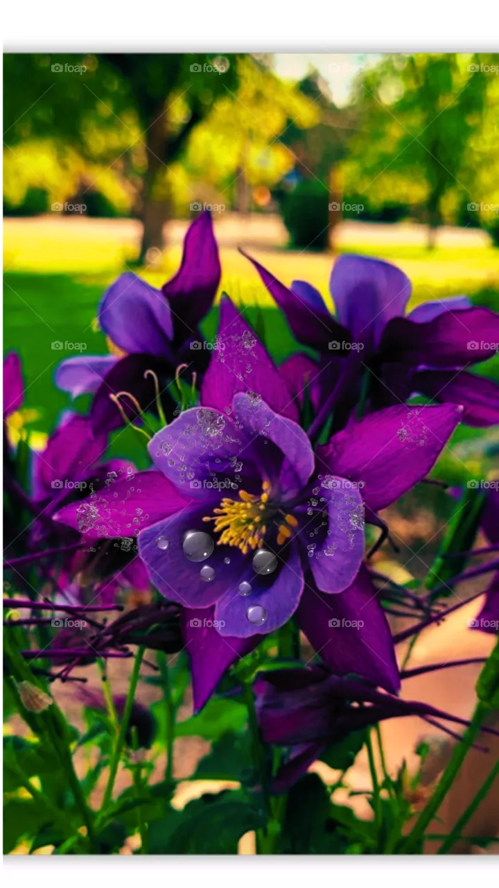 purple flowers
