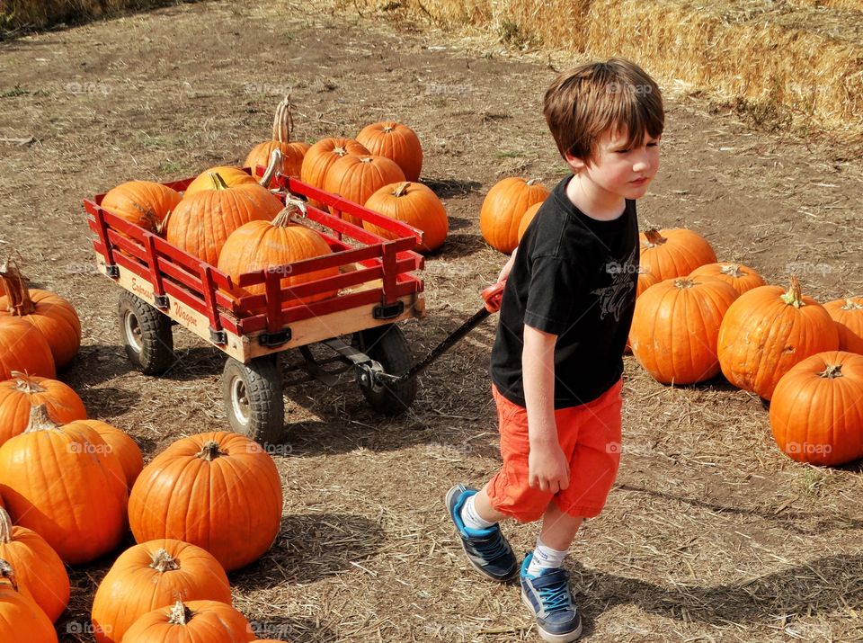 Little Boy Visiting The Pumpkin Patch
