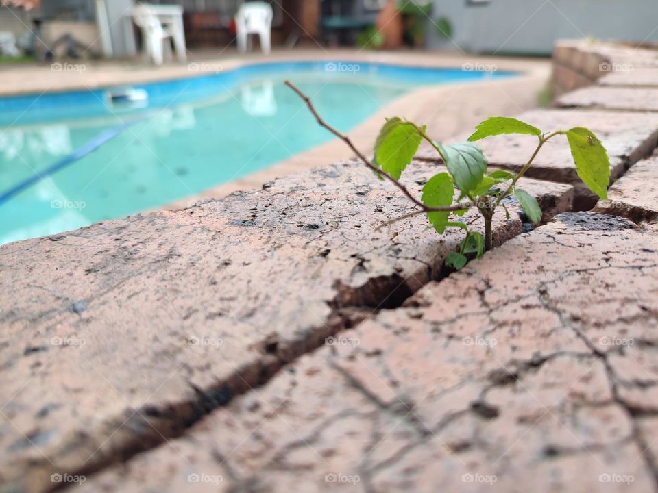 Growing plant, between cracks