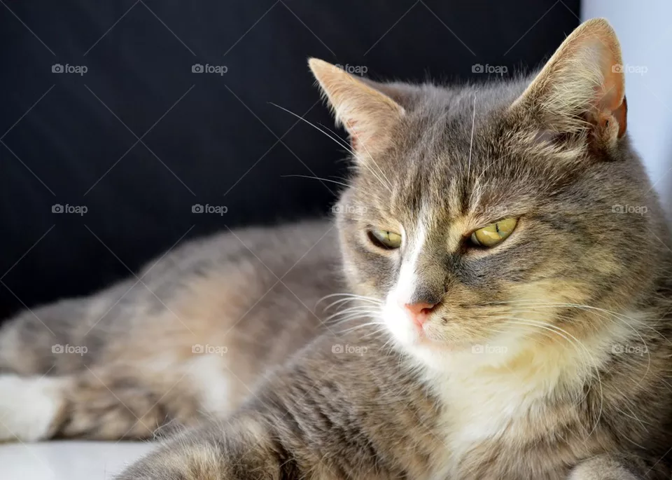 Cat studio 