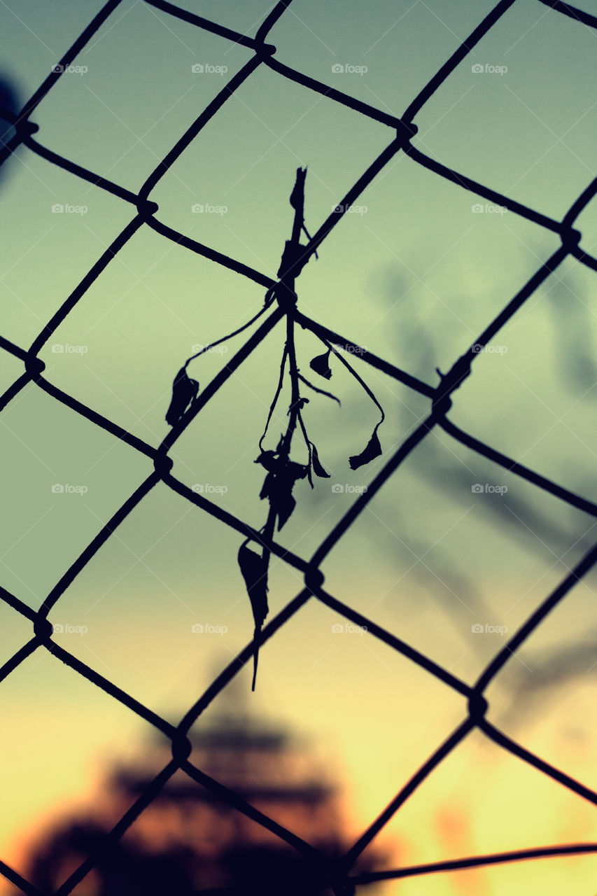 fence tree sunset leaf by jmiguel