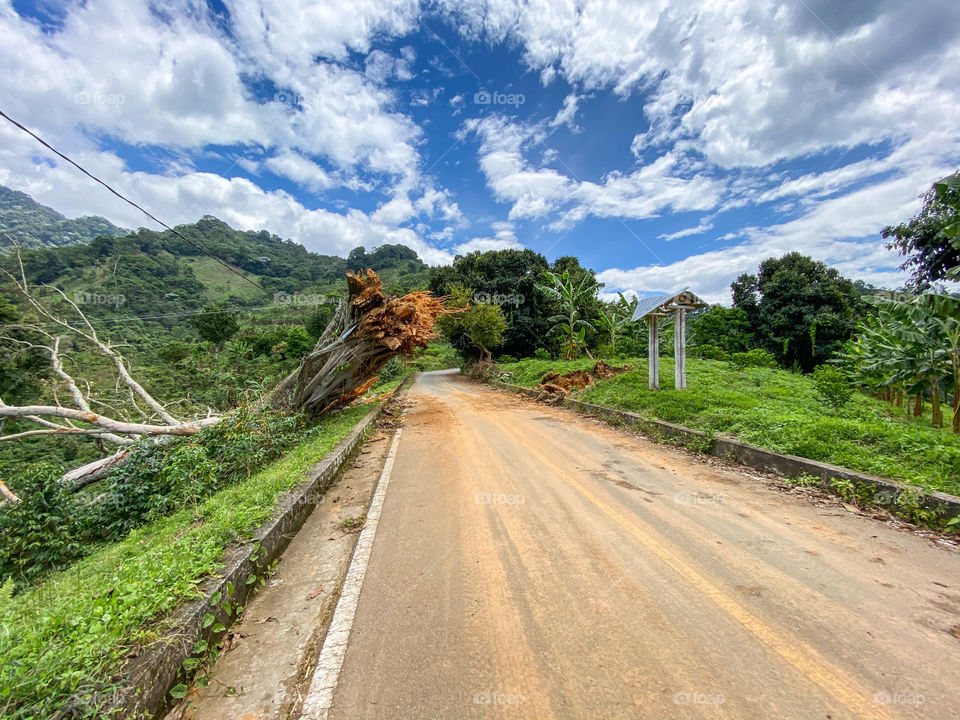 Caída de árbol 